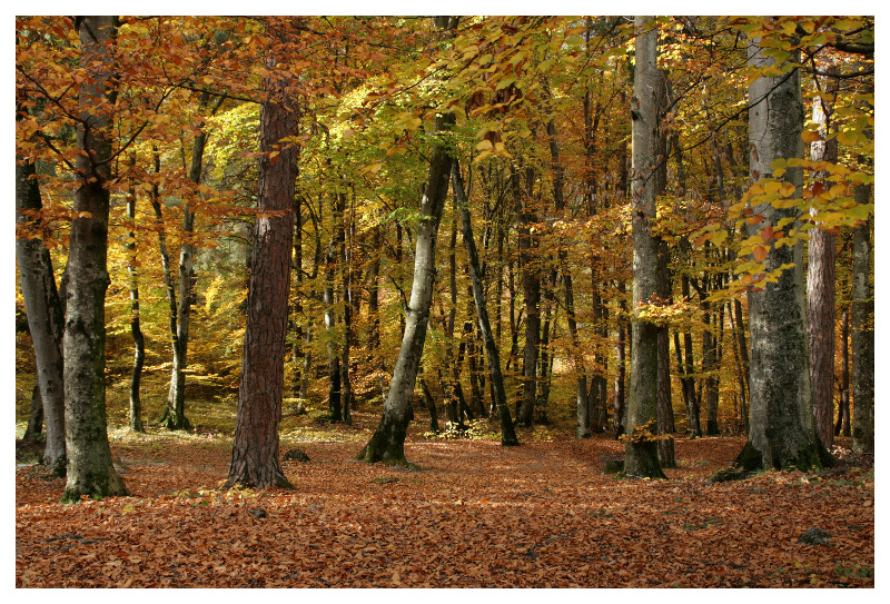 Der Herbst im letzten Jahr...