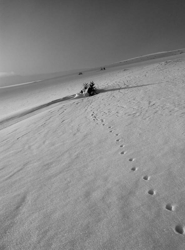 Spuren im Schnee