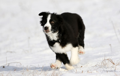 Border Collie puppies