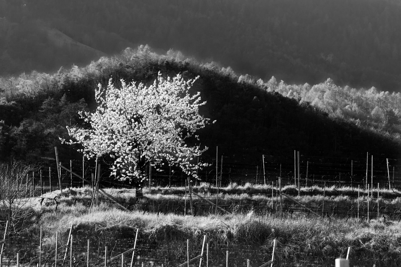 kirschbaum-im-gegenlicht-sichtweise